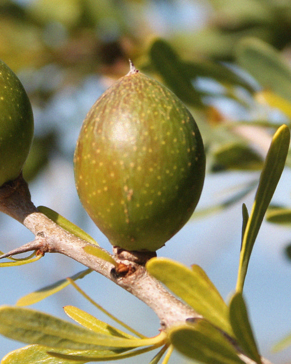 Scopri la linea di trattamenti all'olio di Argan
