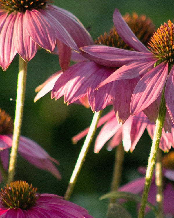 Scopri la Crema Notte Acido Ialuronico con Echinacea