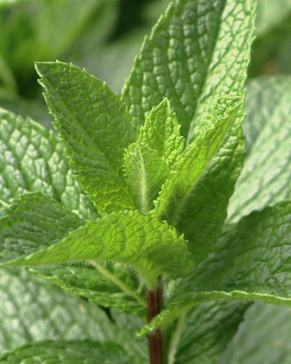 Scopri i prodotti alla menta